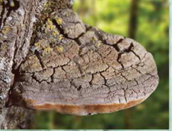 معرفی و راهنمای پرورش قارچ ها - قارچ پافیلی / مِشیما